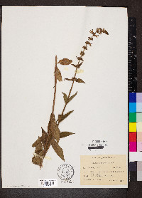 Stachys aspera image