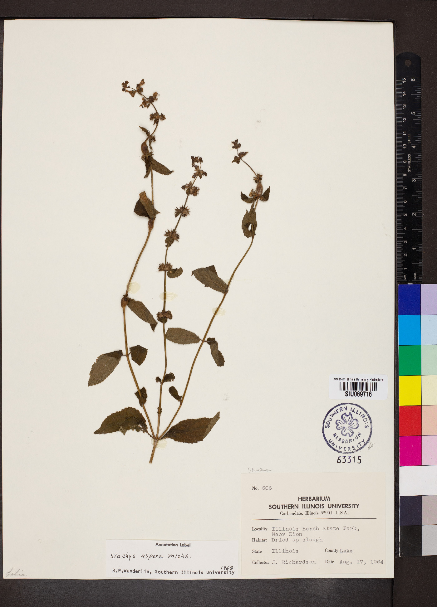 Stachys aspera image