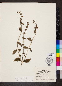 Stachys aspera image