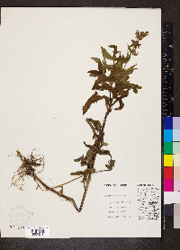 Stachys aspera image