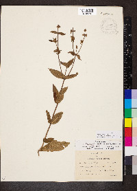 Stachys hispida image