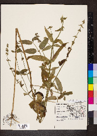 Stachys hispida image