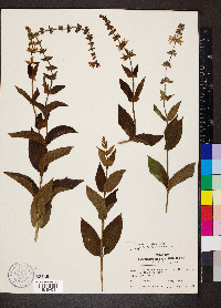 Stachys hispida image