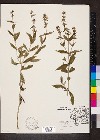 Stachys hispida image