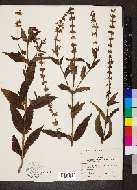 Stachys hispida image