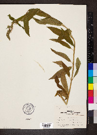 Stachys hispida image