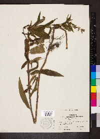 Stachys hispida image