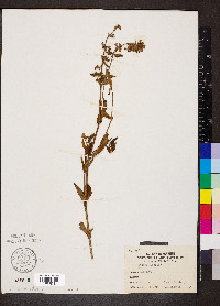 Stachys hispida image