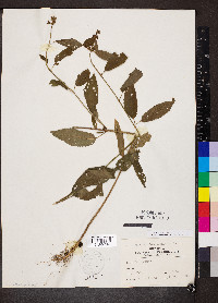 Stachys pilosa image