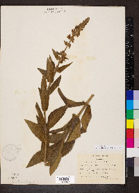 Stachys pilosa image