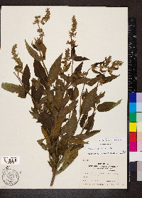 Stachys pilosa image