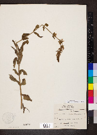 Stachys pilosa image