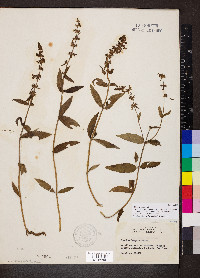Stachys pilosa image