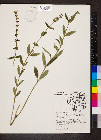 Stachys tenuifolia image