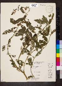 Stachys tenuifolia image