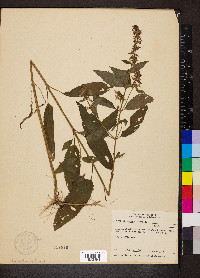 Stachys tenuifolia image