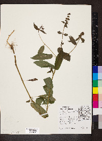 Stachys tenuifolia image