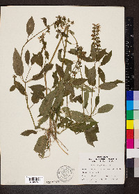 Stachys tenuifolia image