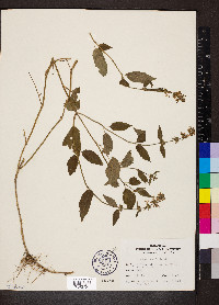 Stachys tenuifolia image