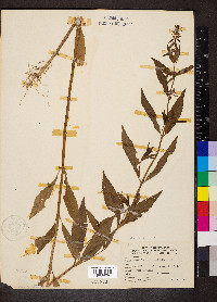 Stachys tenuifolia image