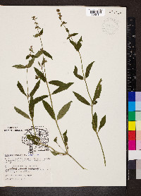 Stachys tenuifolia image