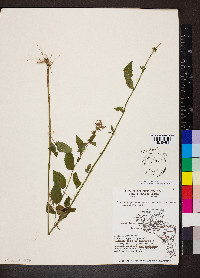 Stachys tenuifolia image