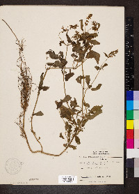 Stachys tenuifolia image