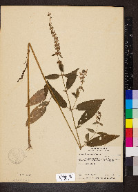 Stachys tenuifolia image