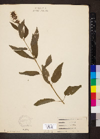 Stachys tenuifolia image