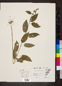 Stachys tenuifolia image