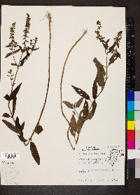 Stachys tenuifolia image