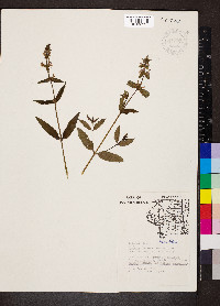 Stachys tenuifolia image