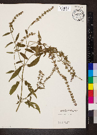 Stachys tenuifolia image