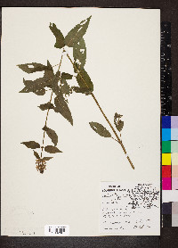 Stachys tenuifolia image