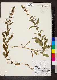 Stachys tenuifolia image