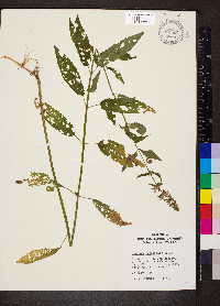 Stachys tenuifolia image