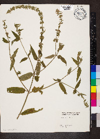 Stachys palustris image