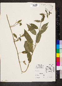 Stachys palustris image