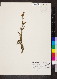 Stachys palustris image