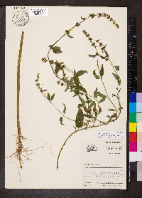 Stachys tenuifolia image