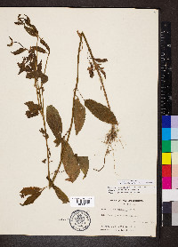 Stachys tenuifolia image