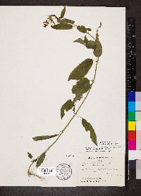 Stachys tenuifolia image