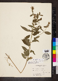 Stachys tenuifolia image