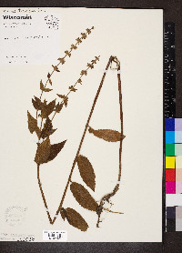 Stachys tenuifolia image