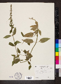 Stachys tenuifolia image