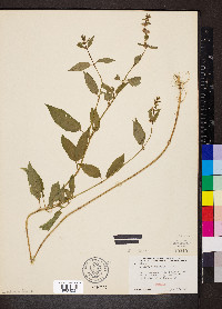 Stachys tenuifolia image