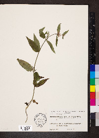 Stachys tenuifolia image