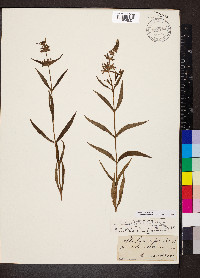 Stachys aspera image