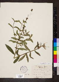 Stachys aspera image