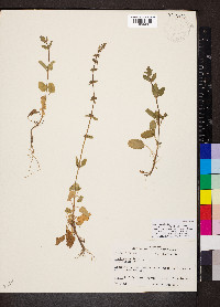 Stachys crenata image